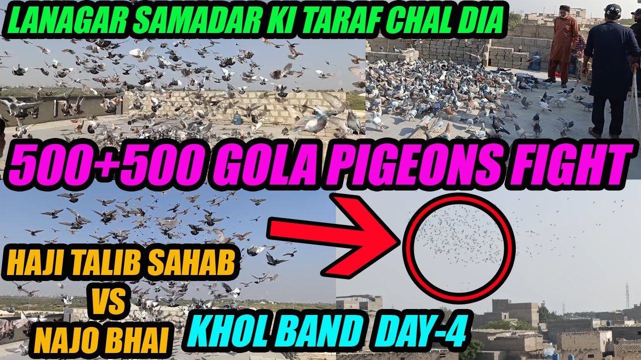 500 Ka Langar Samander Per Chal Dia KHOL BAND DAY-4 500+500 Gola Pigeon Fight Haji Talib Najo Bhai