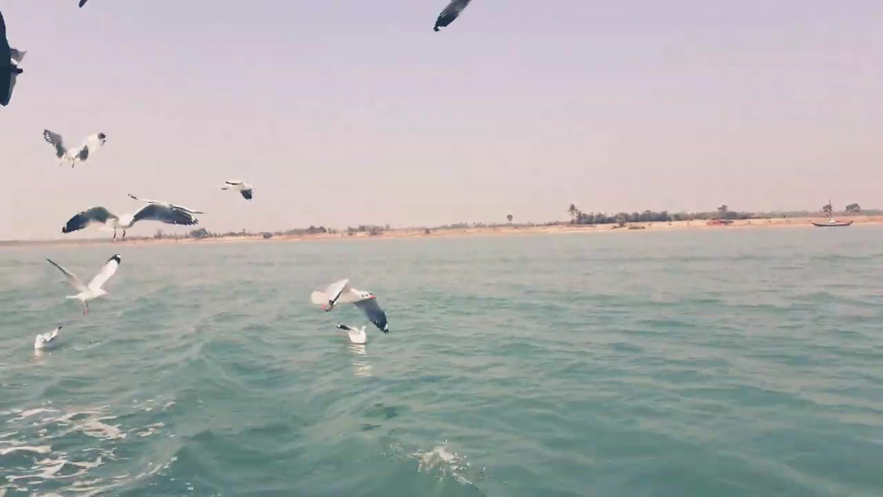 Seabird,seagull,satpada,chilika