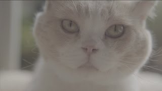 出演猫がかわいすぎる！／映画『ねこあつめの家』主題歌特別MV