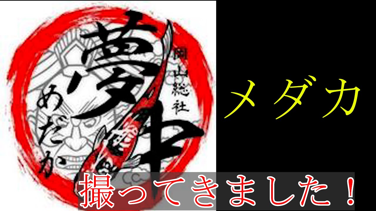 シンデレラ！ドル＄！撮影してきました！夢中めだか