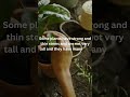 What are Shrubs?#science #learnscience #plants #shorts