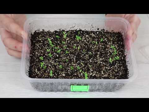 Видео: Посадка семян гвоздики - Как вырастить цветы гвоздики