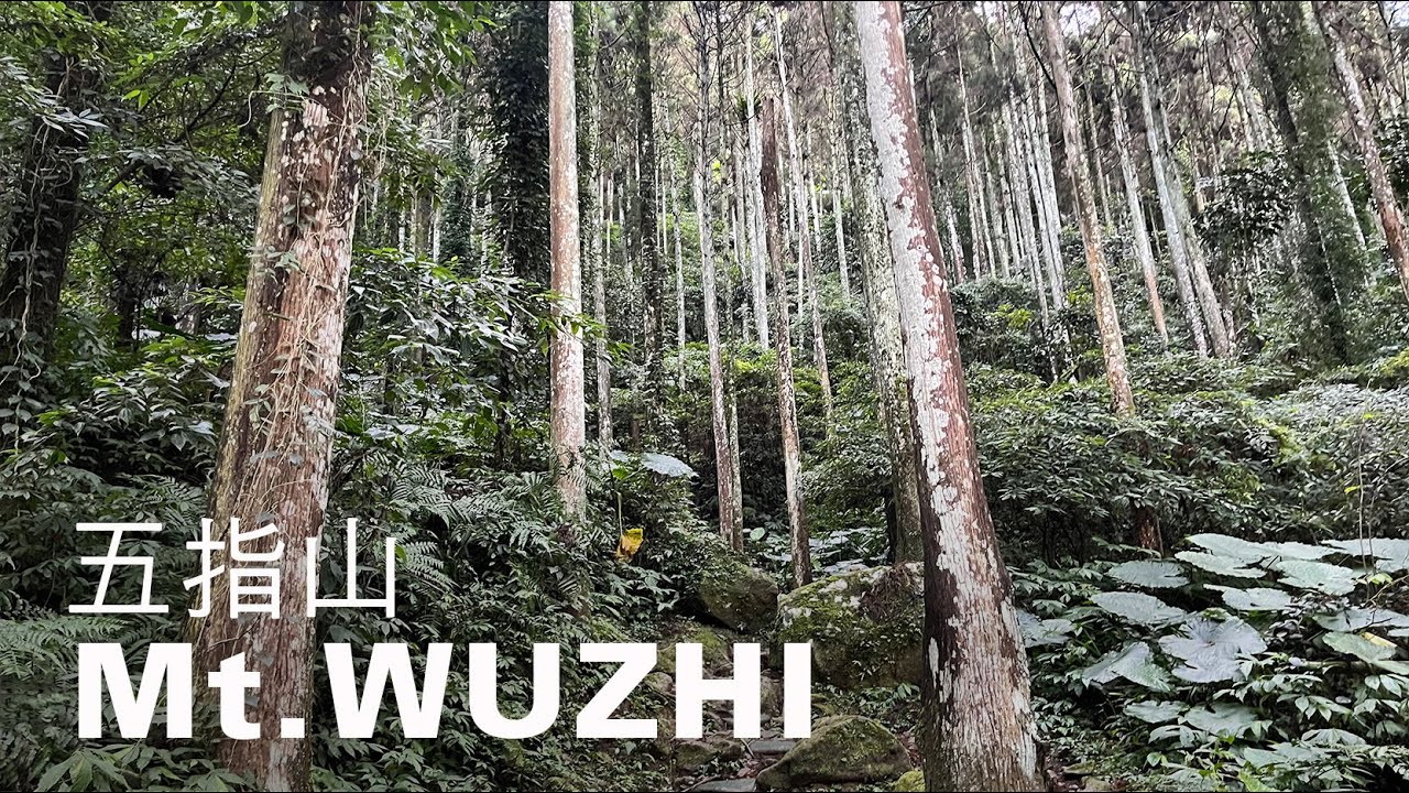 五指山環走5km,新竹山徑古樸林景幽雅,指峰凌霄從清朝紅到現代|山上加美Lovely Hill - YouTube