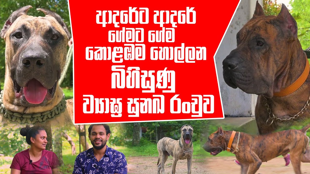 ආදරේට ආදරේ ගේමට ගේම කොළඹම හොල්ලන බිහිසුණු ව්‍යාඝ්‍ර සුනඛ රංචුව | Pet Talk