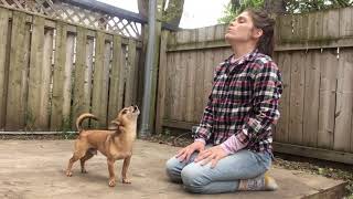 Howling With Leon The Chihuahua