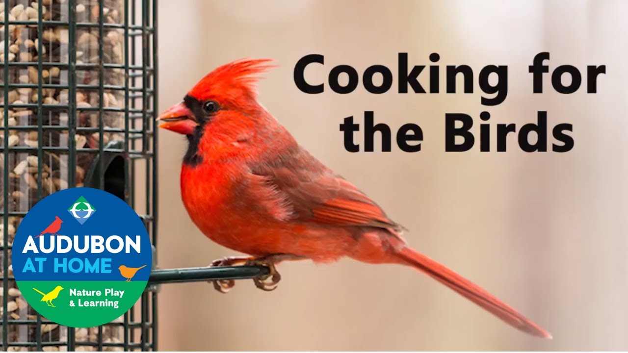 Cooking for the Birds YouTube