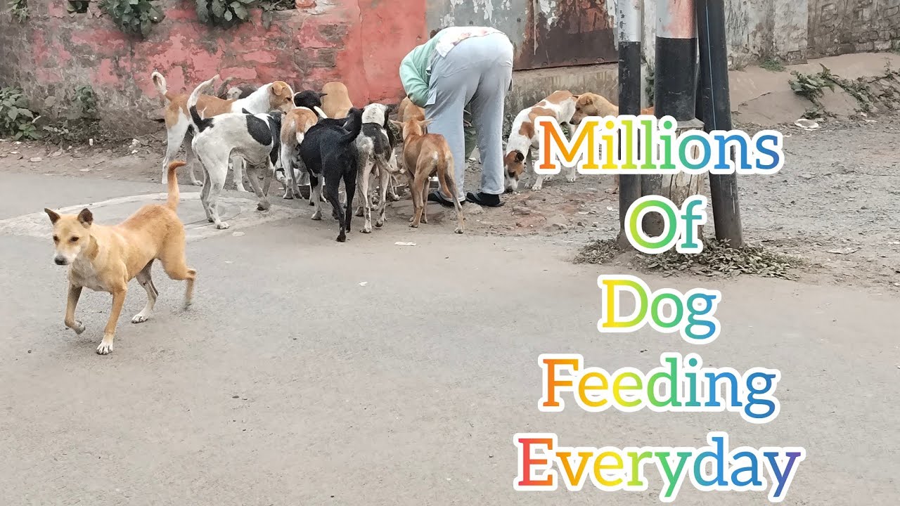 This Woman Feeds Stray Dogs Every Single Day - Humanity Still Exists🐕🐕