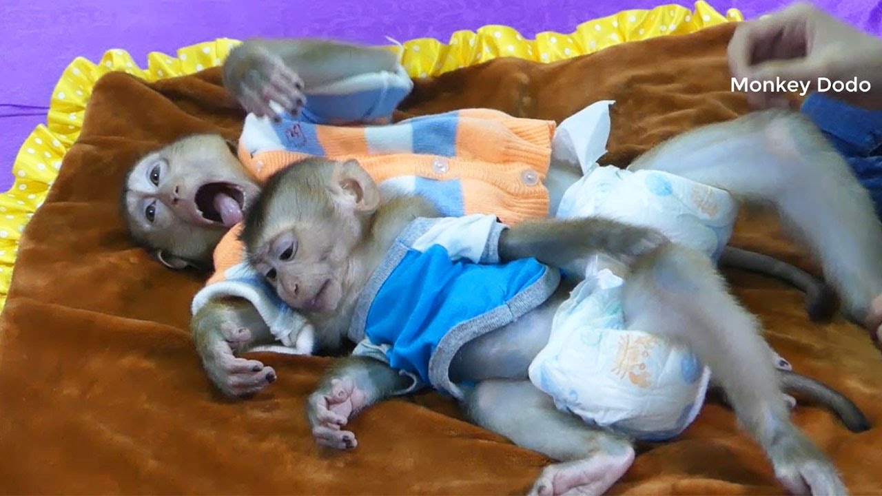 Wow!! Super Cute Monkey Dodo And Donal Prepare To Bed Together With Funny Style