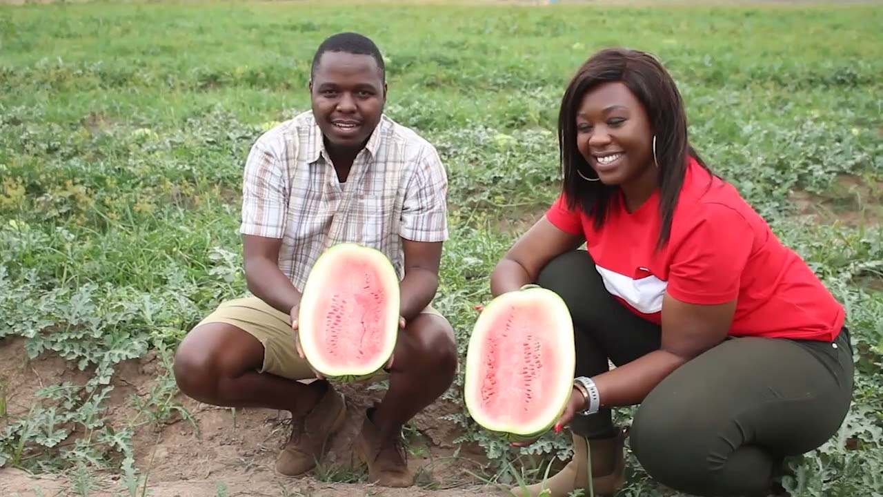 SYNGENTA WATER MELON :VARIETIES WATERMELON HARVESTING FOR CHRISTMAS IN ZIMBABWE