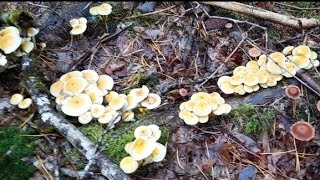 Hayatta herşey mümkün İlk defa böyle birşey oldu köyde hayat böyle sağlık olsun