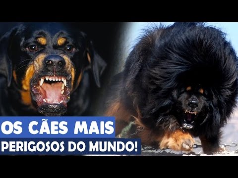 Vídeo: Pólvora E Cães - A Pólvora é Perigosa Para Os Cães?