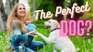 7 Reasons Why Labradors Are the Perfect Family Dog  & 3 Reasons Why They Might Not Be