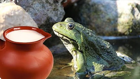Лягушка в молоке - или как в древности сохраняли молоко