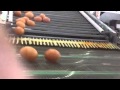 ARUAS Egg Cross Conveyor Belt