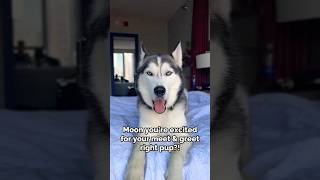 MOONER THE TALKING HUSKY #husky #dog #youtubeshorts