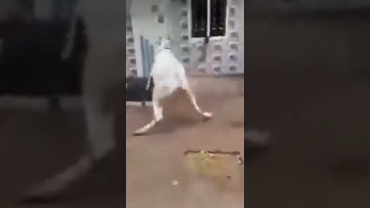 Wacha ki Flying kick 😮🐃🐂 || Angry Wacha 🤭🐃 || 