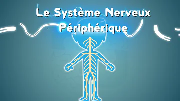 Quelles sont les composantes du système nerveux périphérique ?