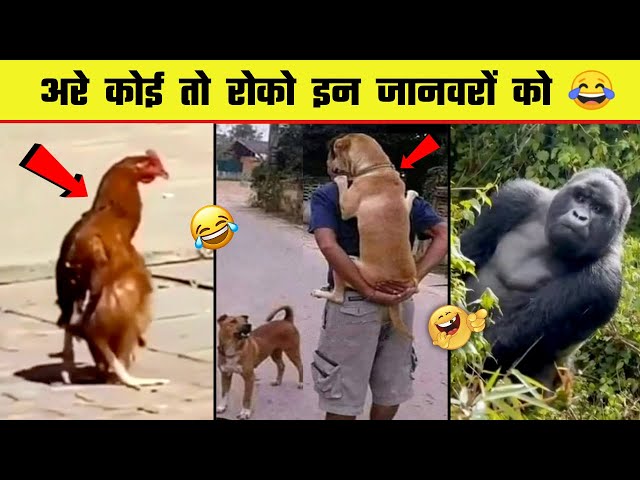 😂🤣  इन जानवरों की हरकत देख हंसी नहीं रुकेगी | Funny Animals moment caught on camera | Part 6