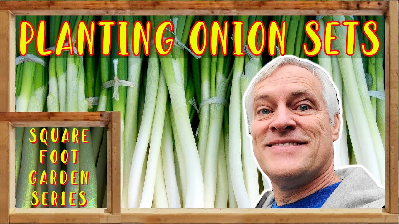 How to Plant Onion Sets in a Square Foot garden With Organic Gardening
