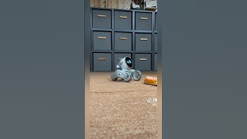 loona robot is confused #petrobot #loona #loonarobot #loonareaction