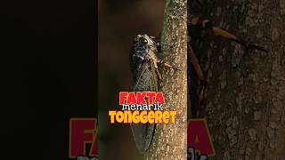 Fakta Menarik Tonggeret faktaunik faktahewan
