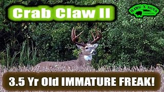 Early Archery Deer Season BIG 3.5 Year Old Genetic FREAK Whitetail Buck Hunting Hot Does