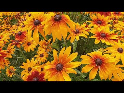 Видео: Срезка цветов на рудбекии: срезание черноглазых цветов Сьюзен в саду