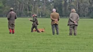 Hungarian Vizsla Team GB Selection Day for Vizsla Europa Cup 2024