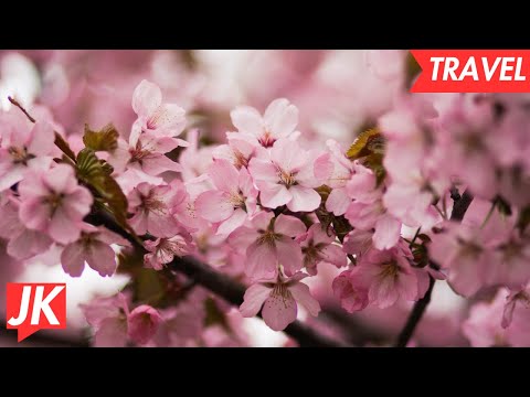 Finding Beauty in Winona&#039;s Friendship Cherry Blossoms: Winona, Minnesota and Misato, Miyagi, Japan