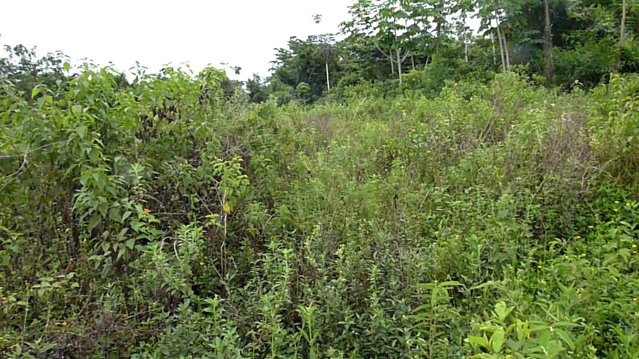 Tour of Jonestown, Guyana (part 4 of 7) YouTube