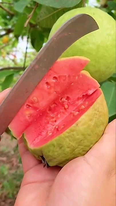 panen buah jambu biji merah di kebun #shorts #tips #pertanian
