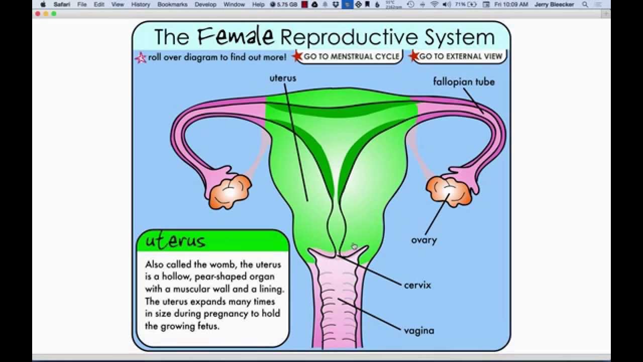 Lesson 22 - Internal Female Anatomy - YouTube