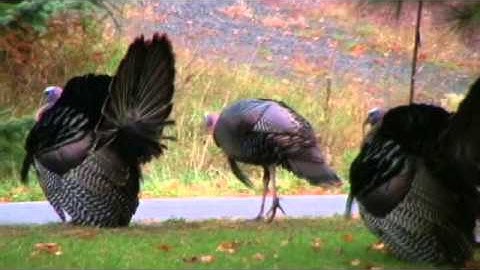 NONRANDOM MATING CHANGES ALLELE FREQUENCIES