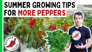 5 Summer Tips For Growing MORE Peppers - Pepper Geek