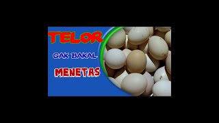 jangan tetaskan telor seperti ini