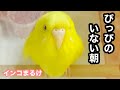 ぴっぴのいない初めての朝を迎えました【セキセイインコ】
