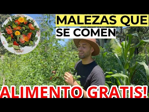 Video: Hierbas comestibles en el jardín: nombres y fotos. Hierbas silvestres comestibles