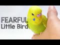 Why Budgies are so scared of Humans?