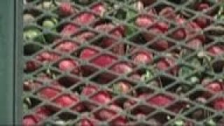 Manufacturer warns of Sriracha hot sauce shortage