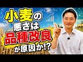 小麦の悪さは品種改良が原因か！？