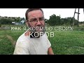 Как мы кормим коров на экоферме ЛПХ Фроловых