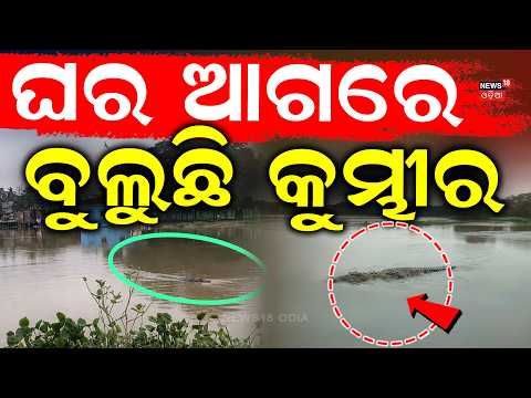 ଘର ଆଗରେ ବୁଲୁଛି କୁମ୍ଭୀର | Crocodile Fear | Crocodile Spotted in Gobari River Near Kendrapara |Alert !