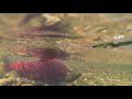 Skeena Salmon Pitch Video