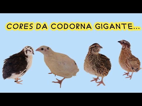 Vídeo: Cheque a descoberto - o que é em palavras simples? Essência, condições, conexão