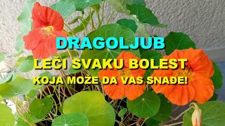 DRAGOLJUB - LE?I SVAKU BOLEST KOJA MOE Da Vas SNA?E!