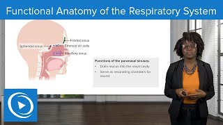 Functional Anatomy of the Respiratory System – Physiology | Lecturio Nursing