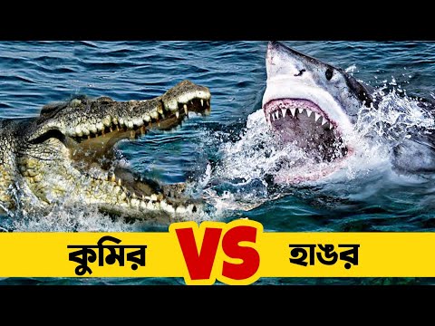 ভিডিও: লবণাক্ত কুমির: বর্ণনা এবং ছবি