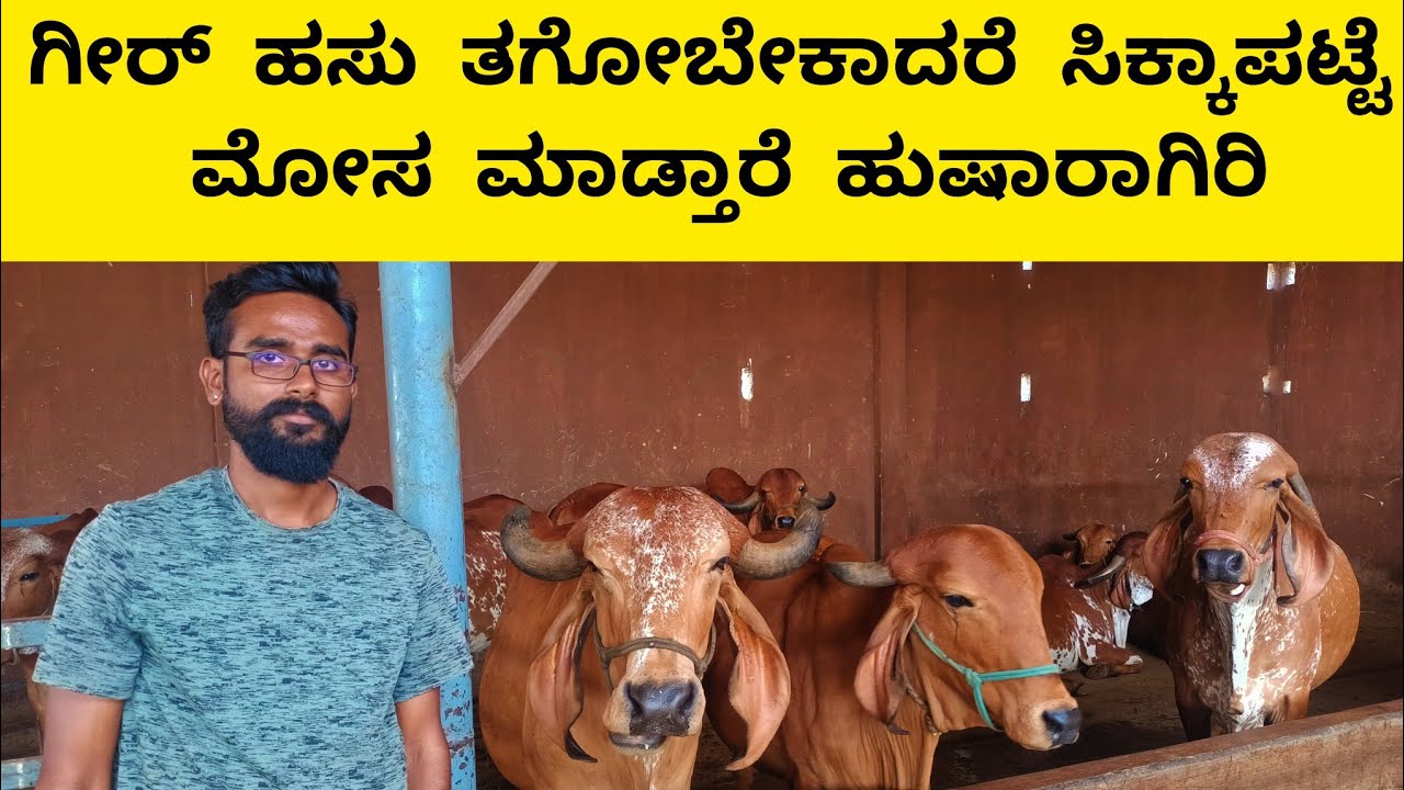 ಗೀರ್ ಹಸು ತಗೋಬೇಕಾದರೆ ತುಂಬಾ ಹುಷಾರಾಗಿರಿ | Gir cattle farming tips in kannada |