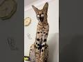 SAVANNAH My WILD Cat Obsession! (You Won't BELIEVE Their Affection!) #shorts #viral