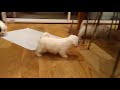 Pipier Sealyham Terriers - play or fight Mp3 Song